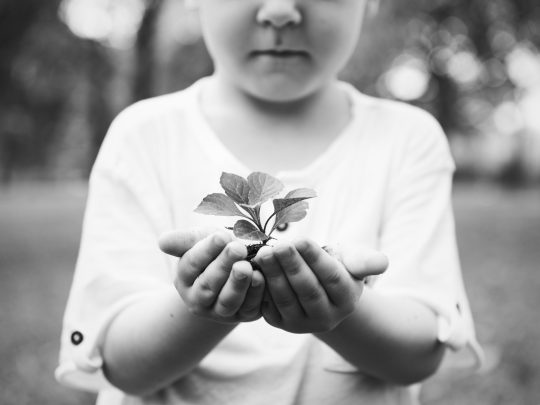 Little boy holding a plant Little boy holding a plant